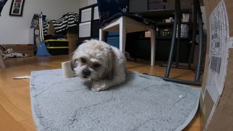 Cute dog chewing on treats.