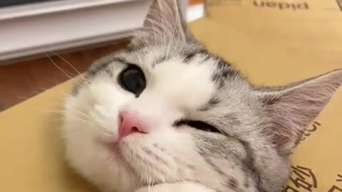 flirty and funny cat videos