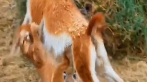 AWW SO CUTE ! Cutest baby animals Videos Compilation Cute moment of the Animals - Cutest Animals # 9