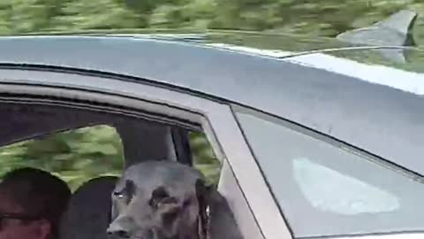 Dog gives a death stare!