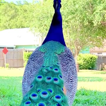 Big peacock sound part 12