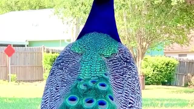 Big peacock sound part 12