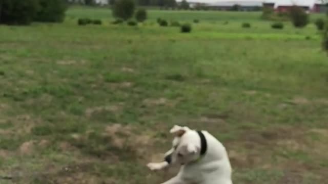 White dog trying to catch orange ball in slow motion