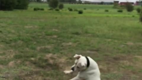 White dog trying to catch orange ball in slow motion