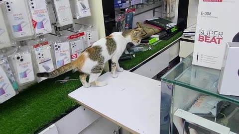 Beautiful cat in my shop