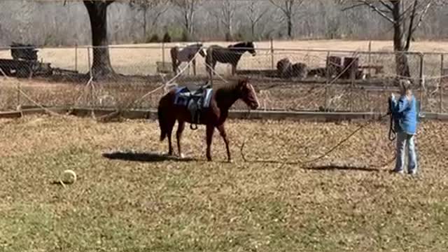 Colts first time working on rope with saddle on.