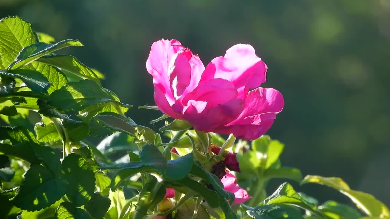 Pink flower blooming