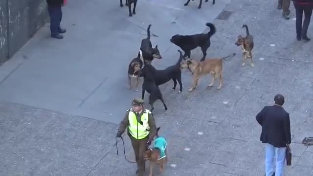 Police with K9 attacked by very large pack of dogs. No one is helping!