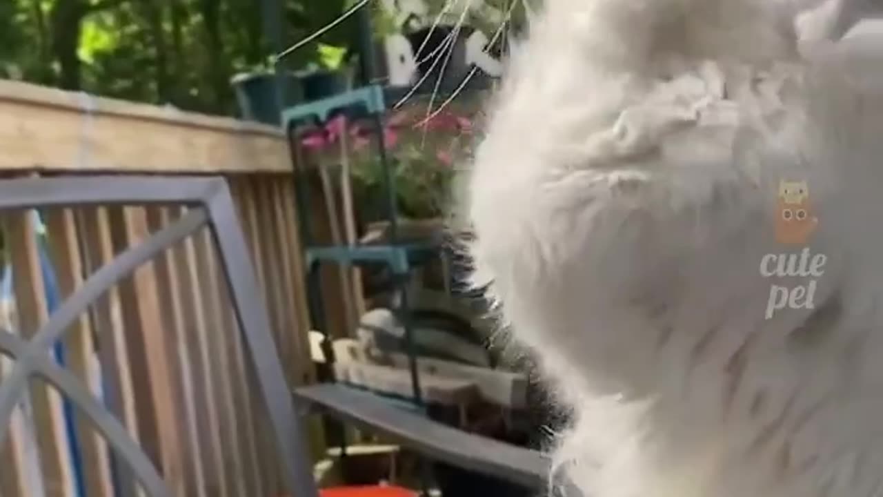 Funny cat 😂 #cat #video #cutecat #catfunny