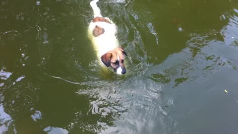 Dog swimming