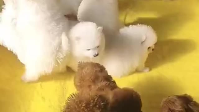 #Funniest Animals Real 😹 - Best Of The 2020 #Funny Animals Videos - Try Not To Laugh #comedy #shorts