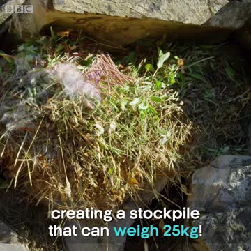 Animals Behaving Badly- the pika