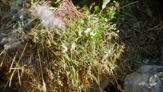 Animals Behaving Badly- the pika
