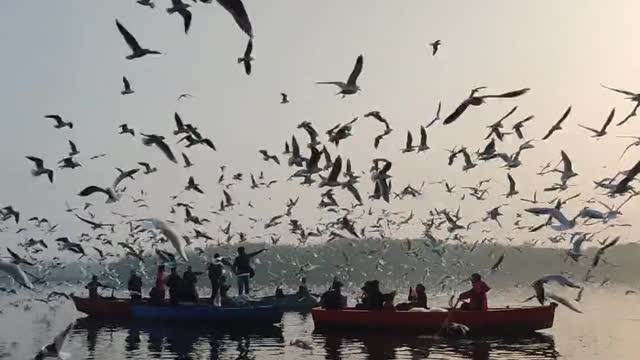 An explosion happened and made the birds fly like this