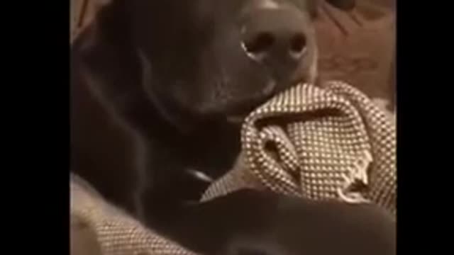 The neighbour dog is pregnant the dog reaction _ Funny video _ Viral video _ Fun