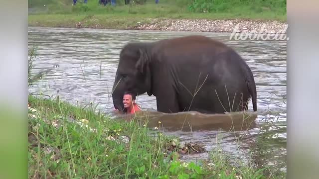 HERO ANIMALS THAT SAVED HUMAN LIVES