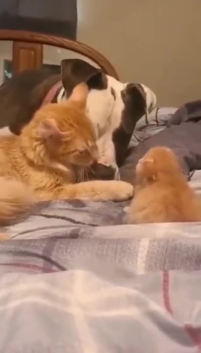 Mom introduces dog to kitten. They don't know they're supposed to be racist.