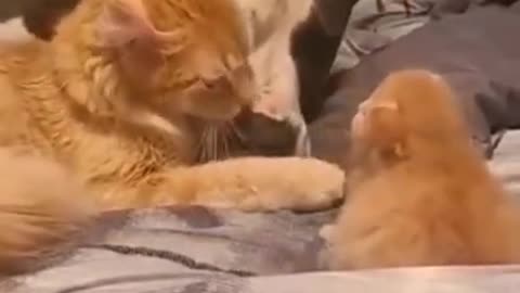 Mom introduces dog to kitten. They don't know they're supposed to be racist.