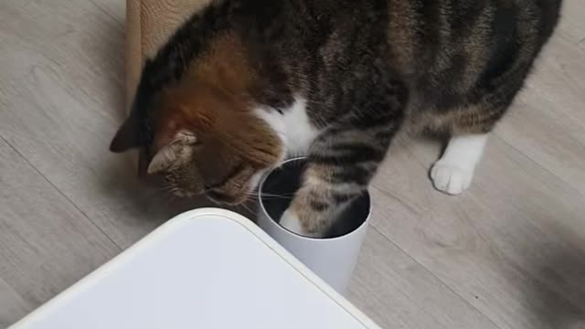 A video of a cat drinking water.