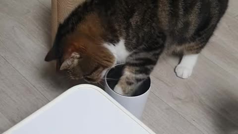 A video of a cat drinking water.