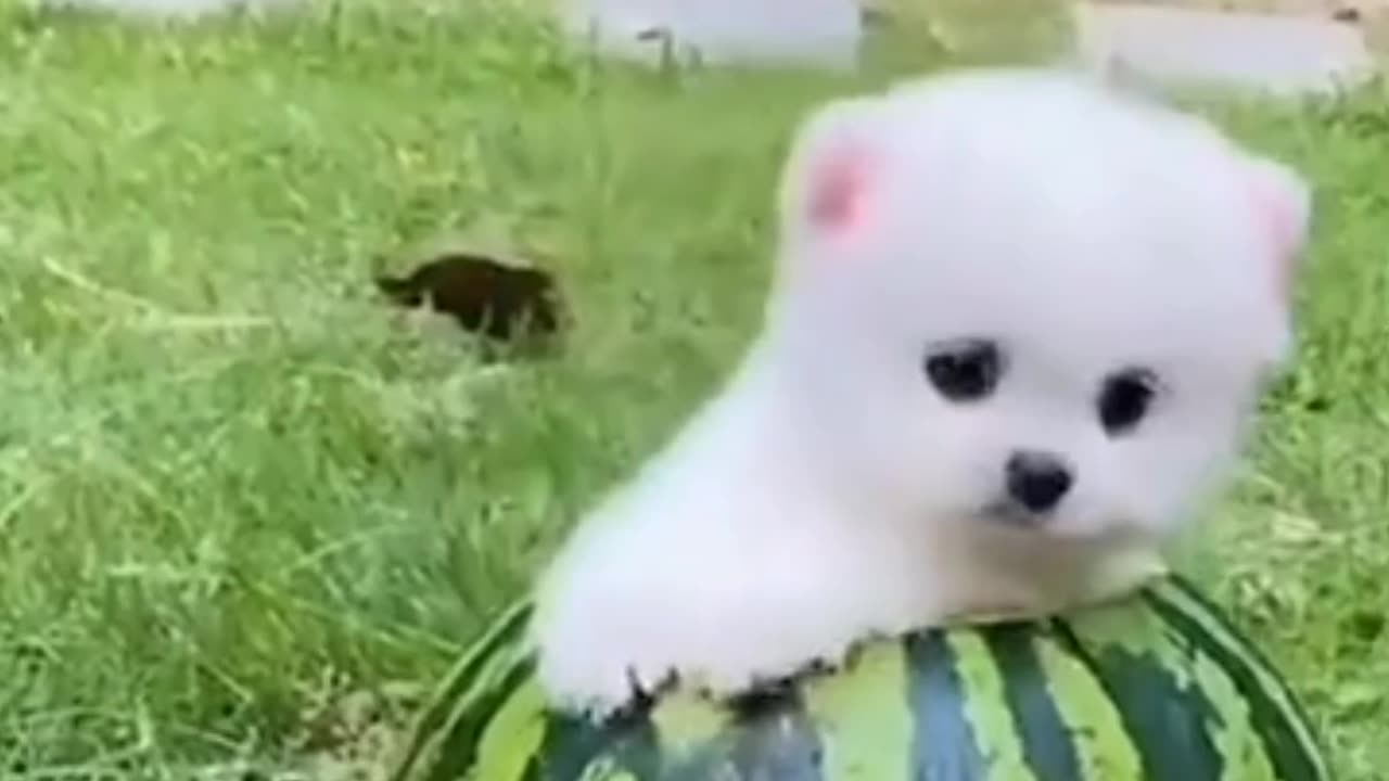 So funny and Cute