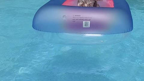Yorkshire terrier puppy enjoying her pool float