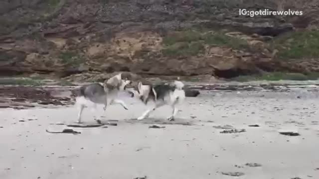 White huskies running around at beach