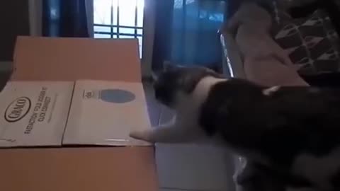 FUNNY ANIMALS VIDEOS TRY NOT TO LAUGH 🤣 | FUNNY CATS | FUNNY DOGS | CUTEST ANIMALS