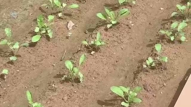 The small greens in the ground have grown out