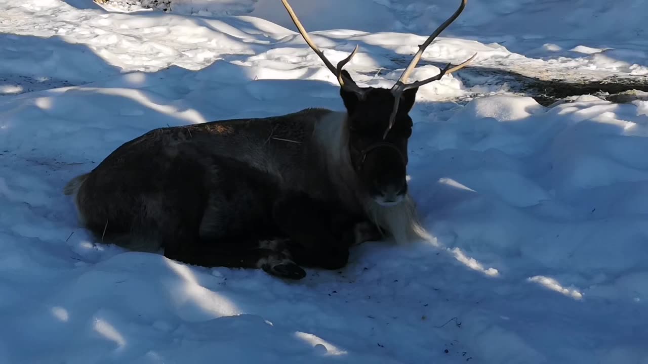 12/4/2024😍🇨🇦🎄🎄