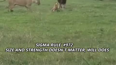 Sigma Dog vs lion 🦁