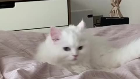 Video Funny Cats 29