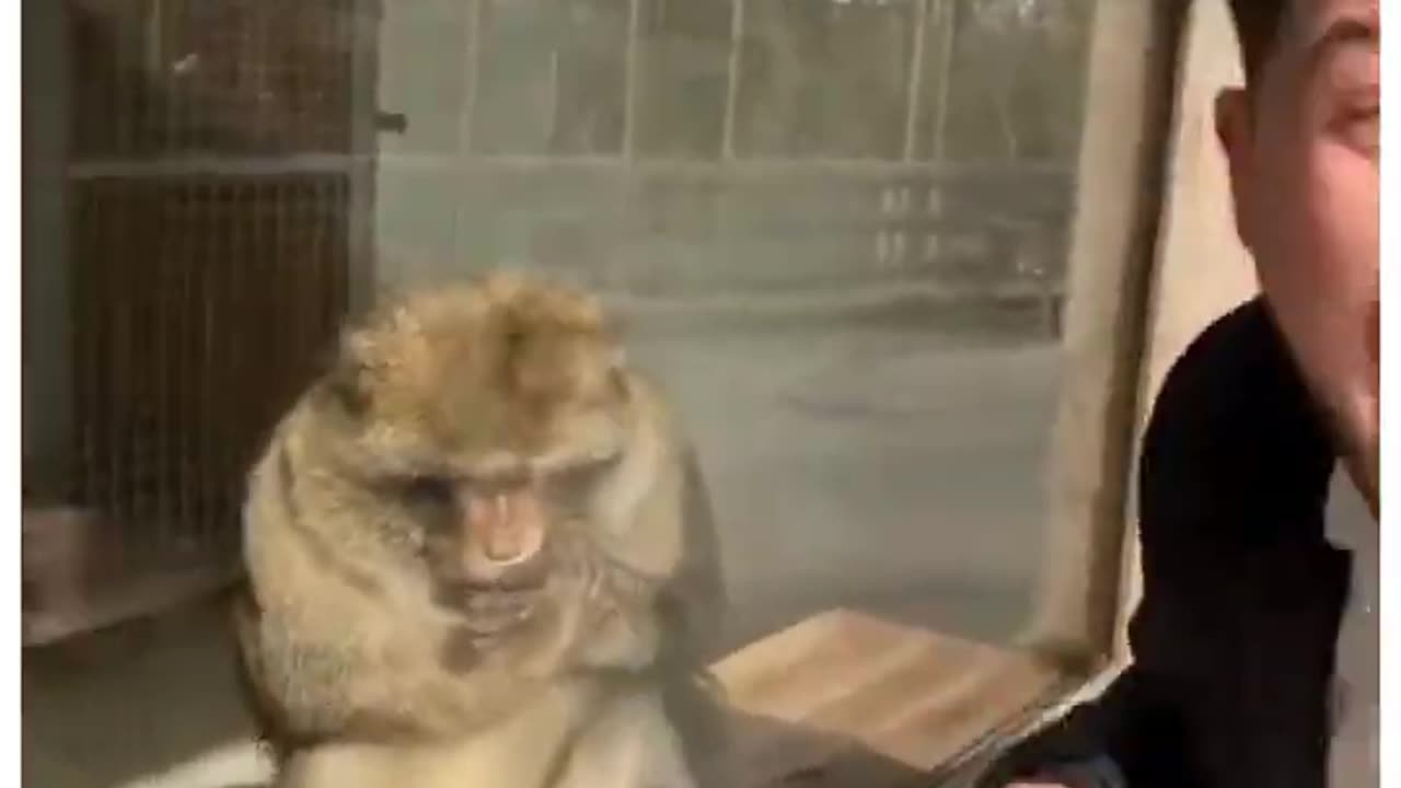 Monkey shocking reaction to magic ✨😲