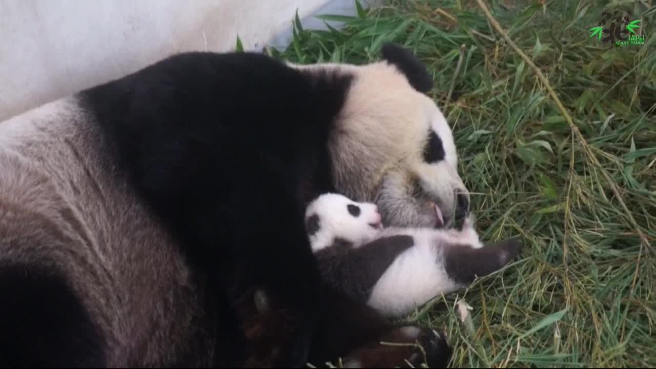 El oso panda ya no es una especie "en peligro" según China