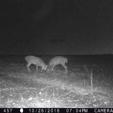 Rut 2018, Crawford County Wi