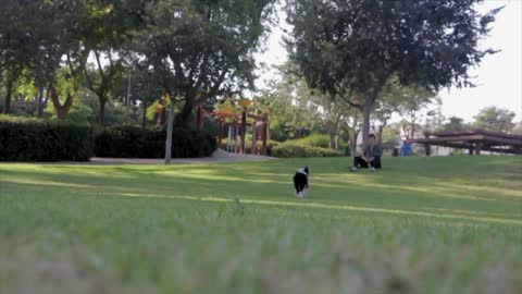 Dog fetching park play