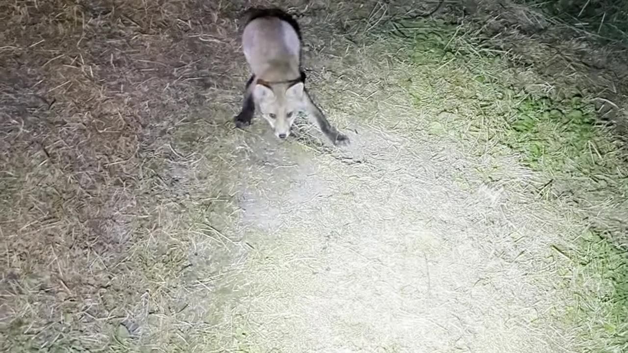 Fox Kit Plays Ball With Cat