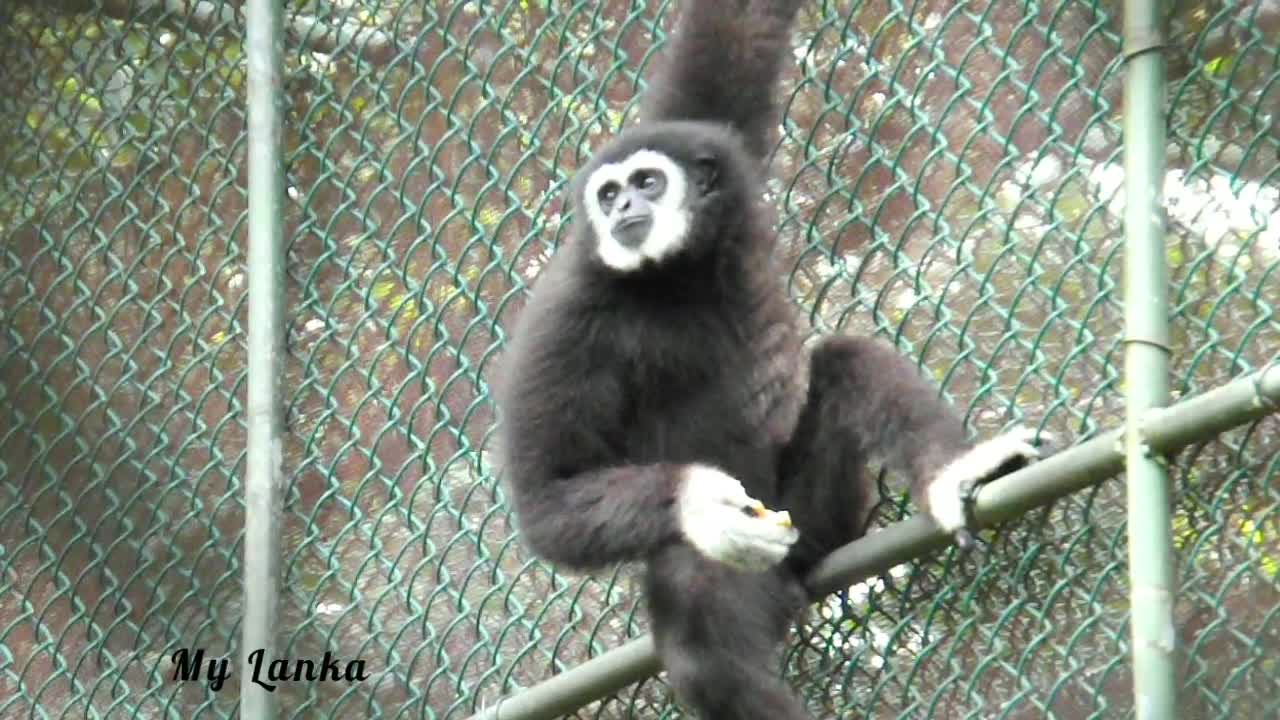 Hoolock Gibbon