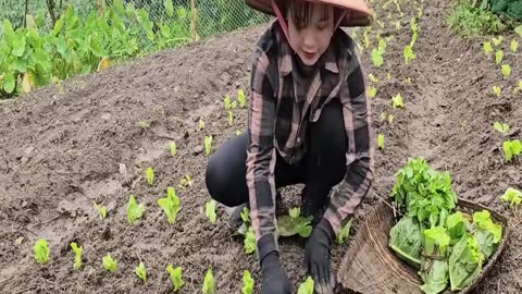 Harvesting papaya and flowers