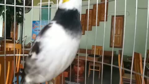 A bird that sings like no other (strange bird sounds)