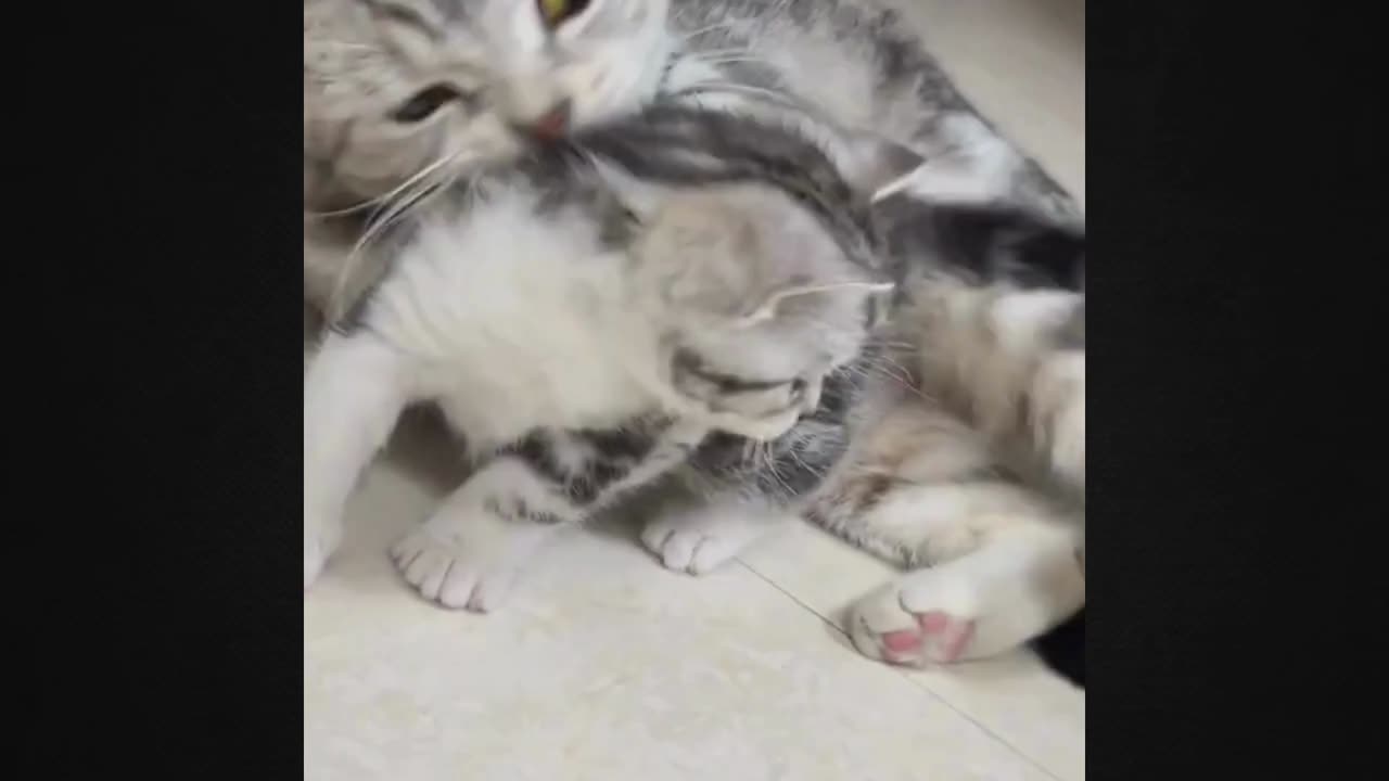 Heartwarming Bond: A Mother Cat's Devotion to Her Kittens