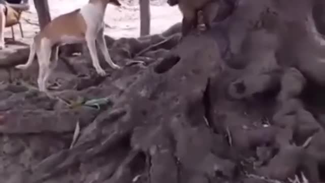 Dog Vs Monkey Fighting Funny Video