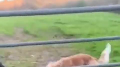 Funny dog