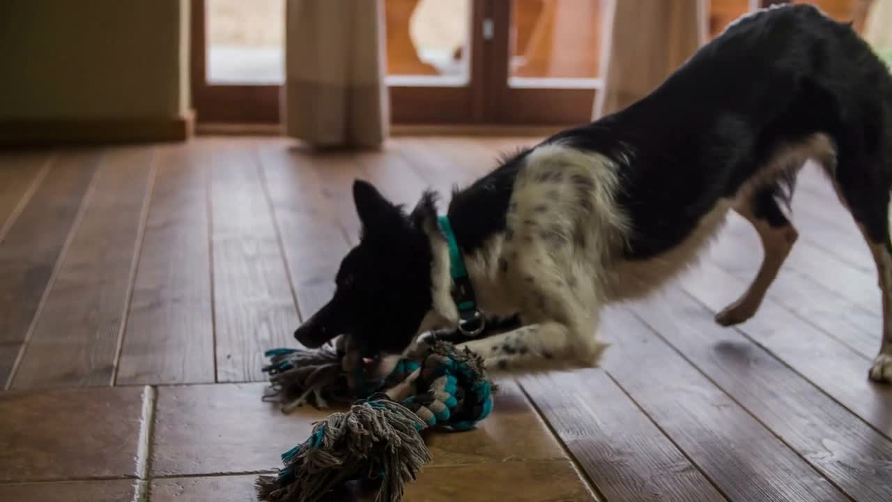 Dog biting rope on floor jib shot