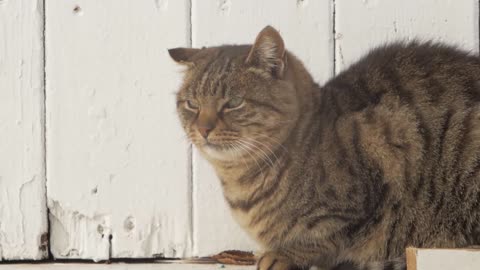 Fear Big Brown Cat And Sweet Baby Cat Kitty