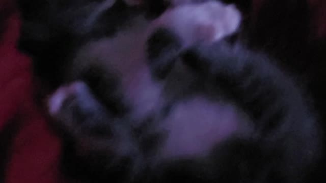 Rescue Kitten who remains nameless