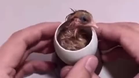 How a chick born from a Egg🐣Interesting Video 😱