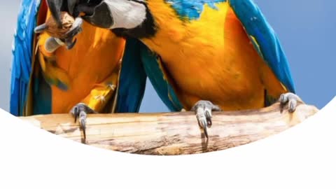 The King of Birds Macaw Parrot 🦜🦜