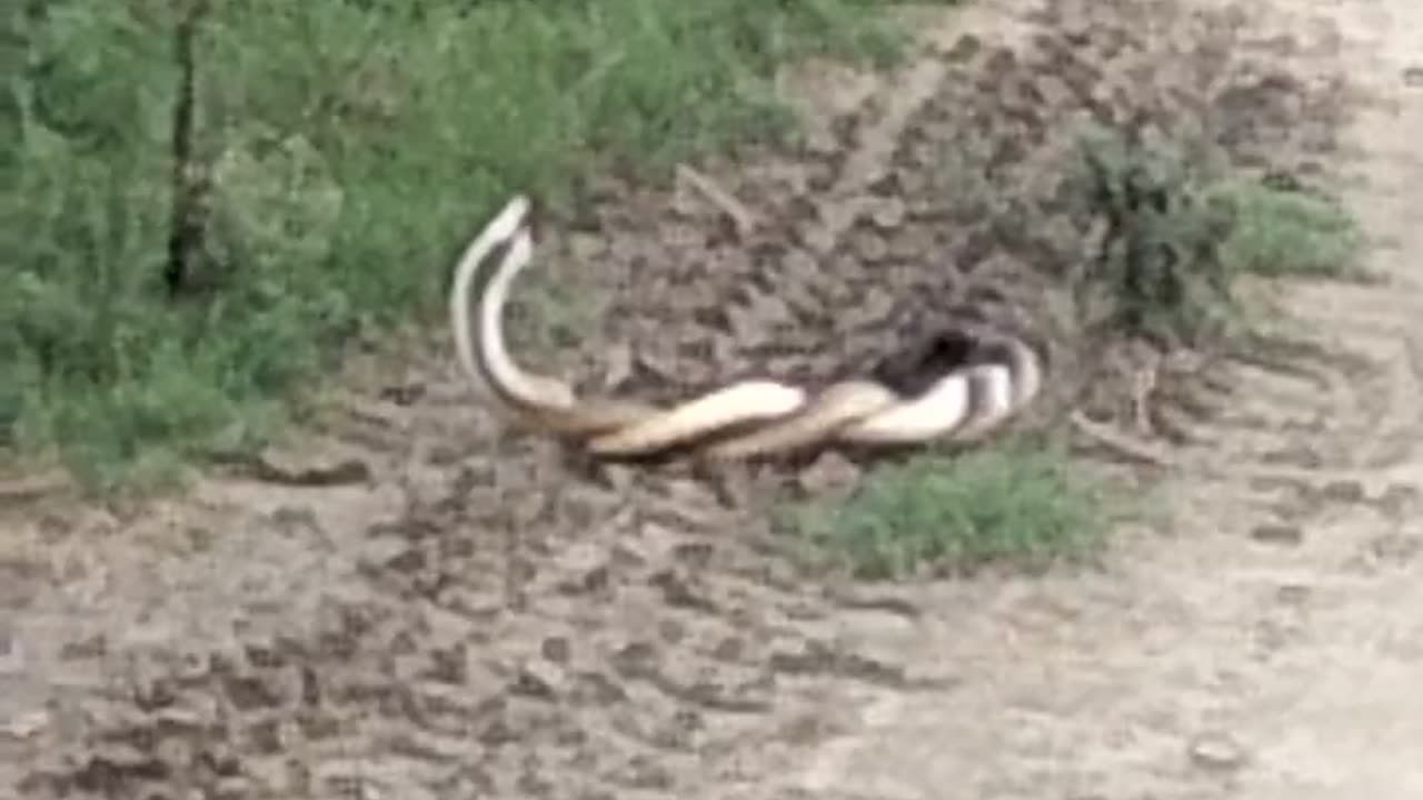 Snake meeting