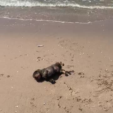 Finally at the sea again